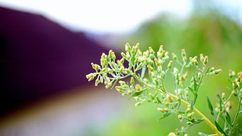 草人木茶叶价格（草人木茶叶价格及图