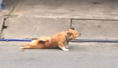 一只 残疾 狗狗在路上乞讨,网友丢了食物,结果他却懵了