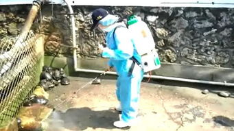 民众放生致台湾龟池 龟满为患 60只暴增至600只 