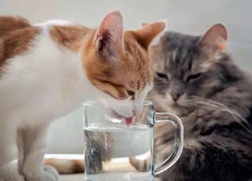 这6种水 最伤 猫咪身体,早该拉入黑名单,很多人都喂过