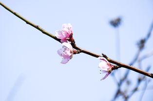 篱外桃花两三支