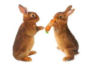 兔子能不能吃胡萝卜 