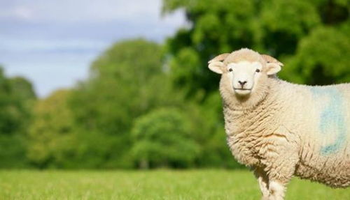 揭秘生肖羊的婚姻和命运,晚年有谁陪伴你 家有属羊的速看