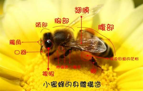 蜜蜂身体部位名称图片 信息图文欣赏 信息村 K0w0m Com