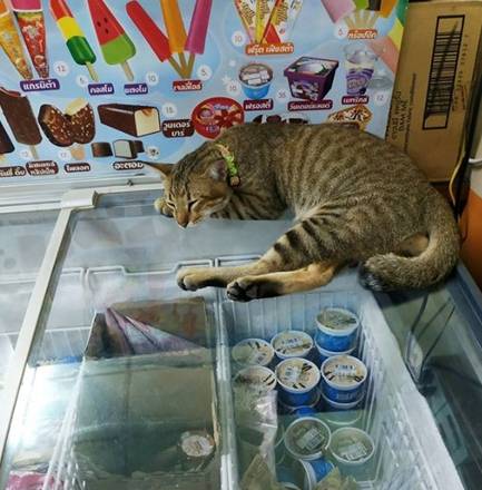 两只猫趴冰柜上纳凉,橘猫睡姿太放肆,猫咪不是应该怕冷不怕热么