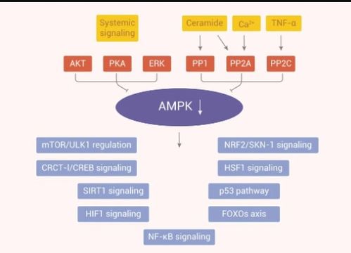 哪条信号通路途径最具有抗衰潜力