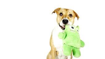 如何给狗狗挑玩具 三点建议让你买到适合它,它又爱玩的玩具