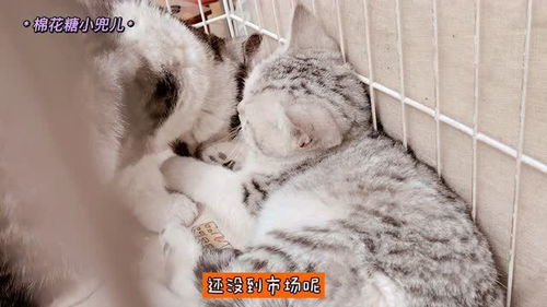 实拍北京农村大集上猫狗市场,美短八百,加菲猫俩只一千元打包卖 