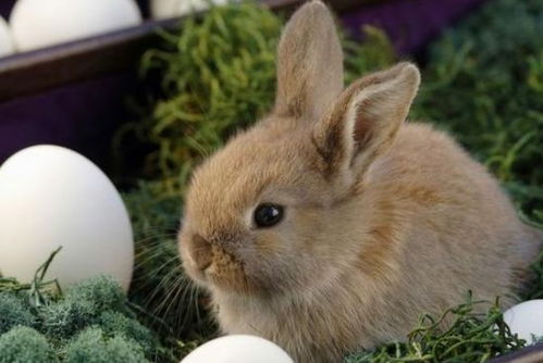 属兔人要到四月了,注意不要错过4件事,关系到今年