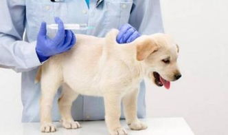 狗注射的疫苗几联是什么意思