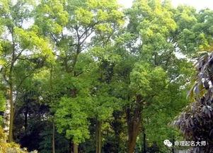 竹子护宅,香椿辟邪,植物栽种风水讲究 