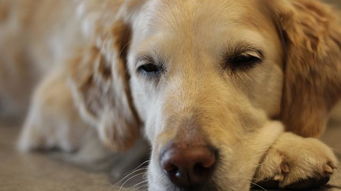老年犬睡觉时间长,如何给老狗选合适的床,让狗狗睡得好