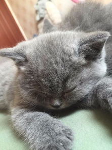 图 多窝可选公母齐全三针做齐纯种健康 蓝猫 签订质保可送货 北京宠物猫 