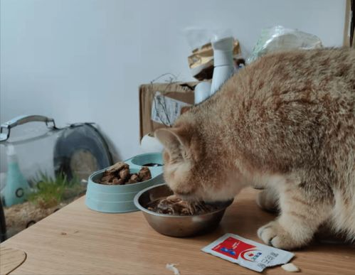 猫是适合一天喂几顿还是适合 24 小时放着猫粮在碗里