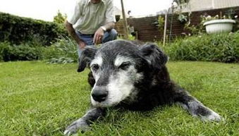 史上最长寿的狗狗30岁去世,相当于人类300岁 主人伤心痛哭.... 