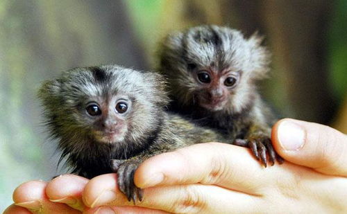 世界上最小的猴子,成年猴身长只有十多厘米,最大的天敌是鸟类 