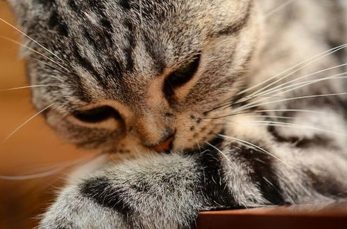 十二星座最适合养哪种猫 天蝎座是缅因猫,水瓶座的猫最可爱