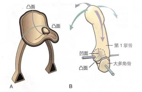 人体关节的结构与功能 必备知识④