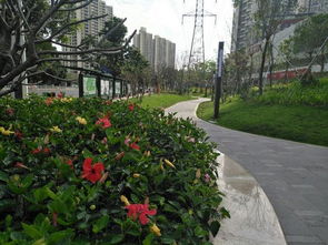 厉害 <a href='http://sz.ptotour.com/around/cs/shenzhen/'  target='_blank'>深圳</a>在路边修建了许多微型公园,鲜花满城开