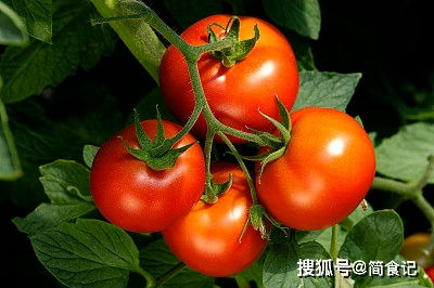 现在的西红柿,为啥不好吃了 科学家给我们讲出了实情,原来如此