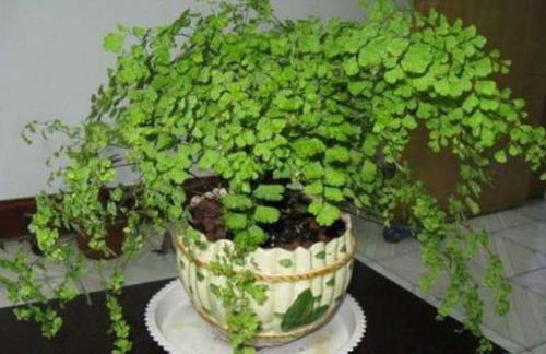 夏季室内异味大 养以下两种植物,不用开窗,净化空气一级棒