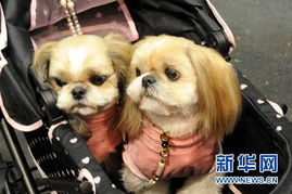 日本举办国际狗展趣味盎然 各种狗狗亮相 