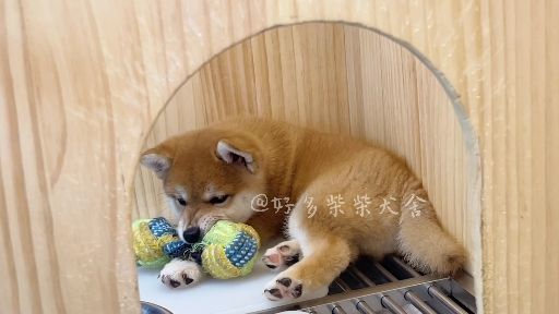 新手适合养柴犬吗 