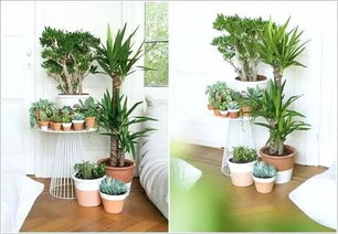 能净化空气的植物有哪些,家里种植哪种盆栽植物有处于净化空气