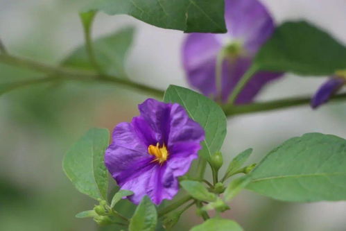 蓝花茄养护方法,蓝茄花怎样过冬？