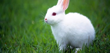周公解梦梦见兔子 梦到兔子 周公解梦网 