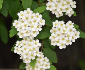 菱葉繡線菊一年開(kāi)幾次花,花期是什么時(shí)候