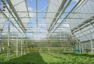 看一下温室大棚遮阳覆盖的作用