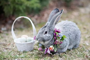 婚礼前,会有一只兔子将彩蛋悄悄地放入你的屋子里 