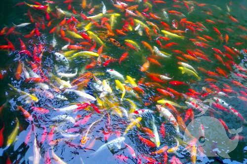 梦见水池里很多鱼是什么意思 大鱼解梦网 