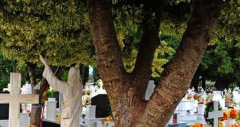 墓地一般都栽哪种柏树 