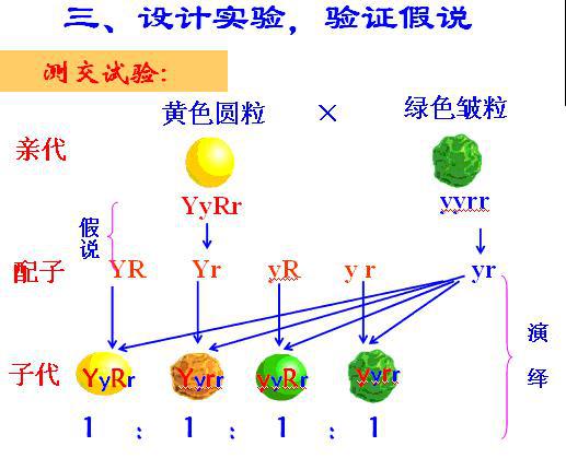 基因自由组合定律，孟德尔三大遗传定律是什么