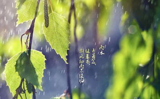 关于雨的情诗句有哪些