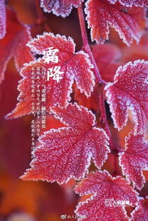 霜降中关于芦花的诗句