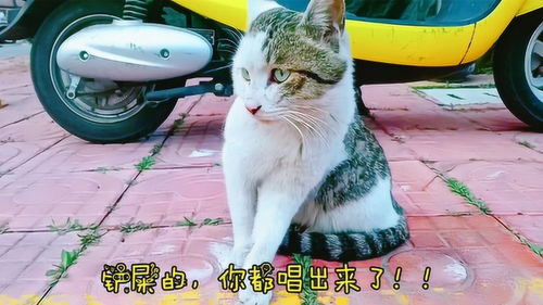 揭露猫咪真面目的渣猫之歌,小猫咪听了以后没脸做猫了 