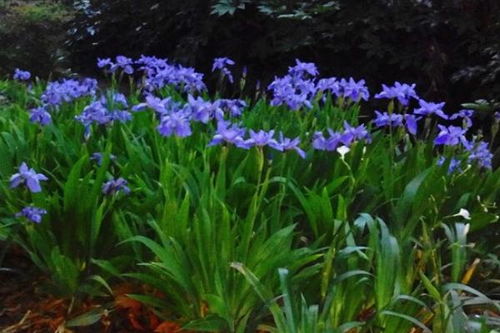 紫罗兰怎么养,紫罗兰莲花养殖方法？