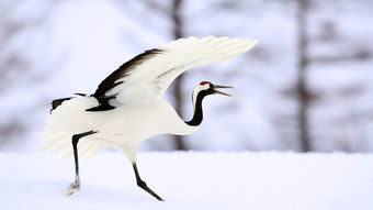 白鹤在雪地上 动物世界摄影壁纸预览 