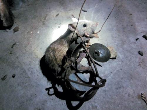 电猫工作原理是什么 真能抓到老鼠 人碰到会电死吗 