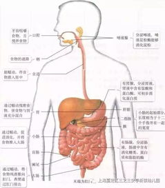 三之三安亭新镇幼儿园保健知识宣传 饮食习惯好,肠道疾病少