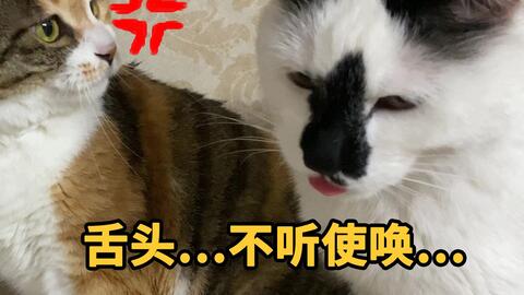 猥琐up主为何袭胸幼猫不让其睡觉