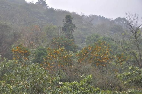 美景 暖阳 轻风 初冬我们去诗意西山岛感受慢生活