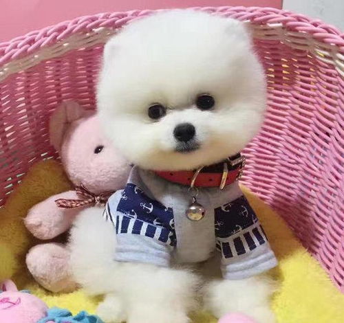 青岛犬舍出售纯种俊介犬迷你袖珍犬狗市场在哪有卖狗