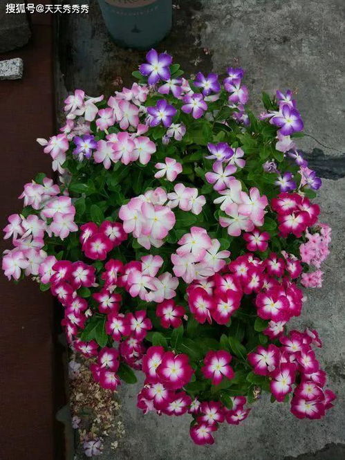 初春种下这8种花 1个月不到就开花 阳台直接变花海