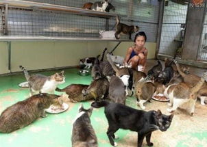 女子花光积蓄养百只猫 本人饿成柴 