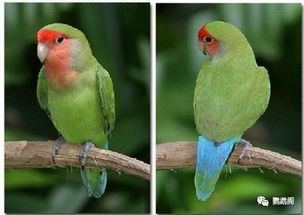 桃脸牡丹鹦鹉,桃脸牡丹鹦鹉是国家保护动物吗