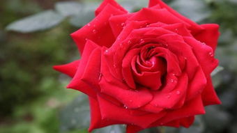 玫瑰的花期是什么季节 玫瑰到了花期暗示分手